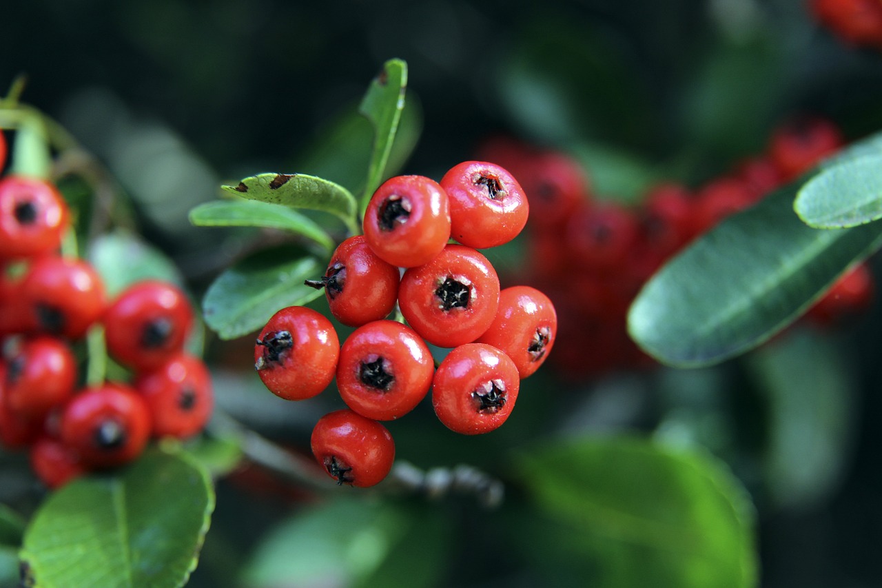 賽季歐聯杯 賽季歐聯杯